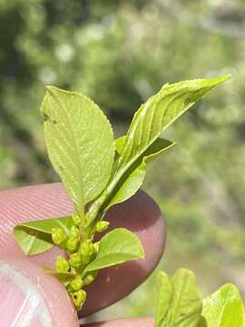 Imagem de Endotropis lanceolata (Pursh) Hauenschild