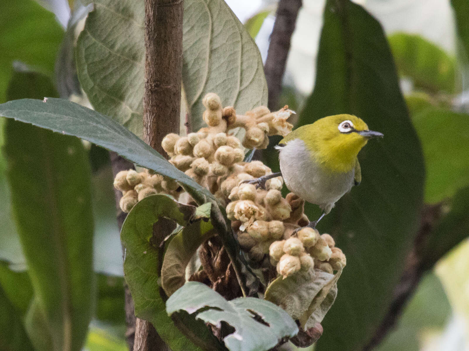 Image of Swinhoe's White-eye