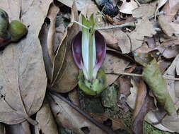 Imagem de Mucuna macrocarpa Wall.