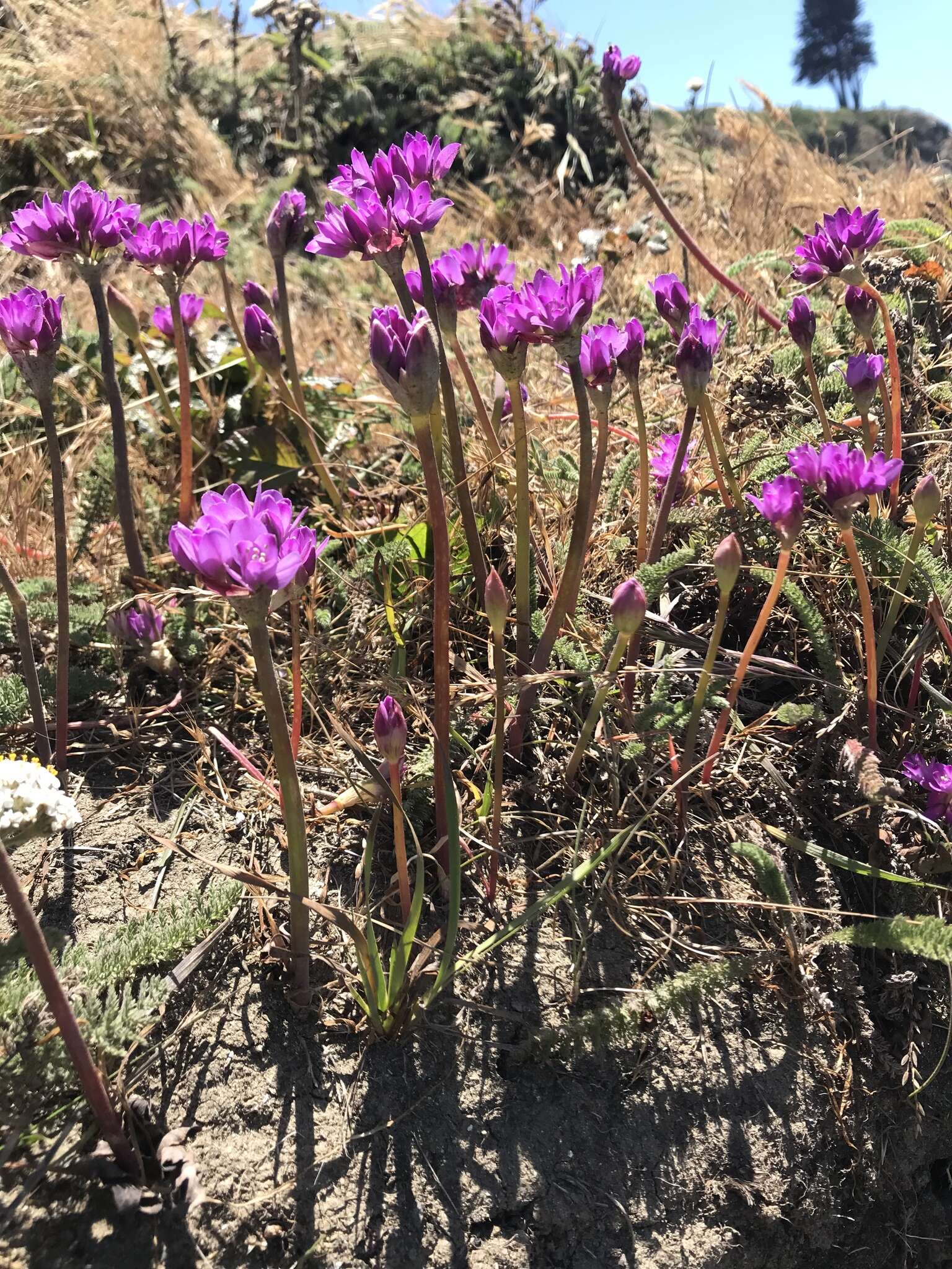 Image of coastal onion