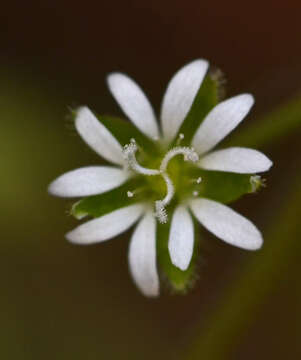 Image of Stellaria cupaniana (Jordan & Fourr.) Beguinot