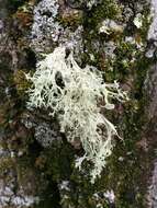 Imagem de Ramalina americana Hale