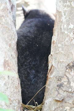 Image of Mountain Brushtail Possum