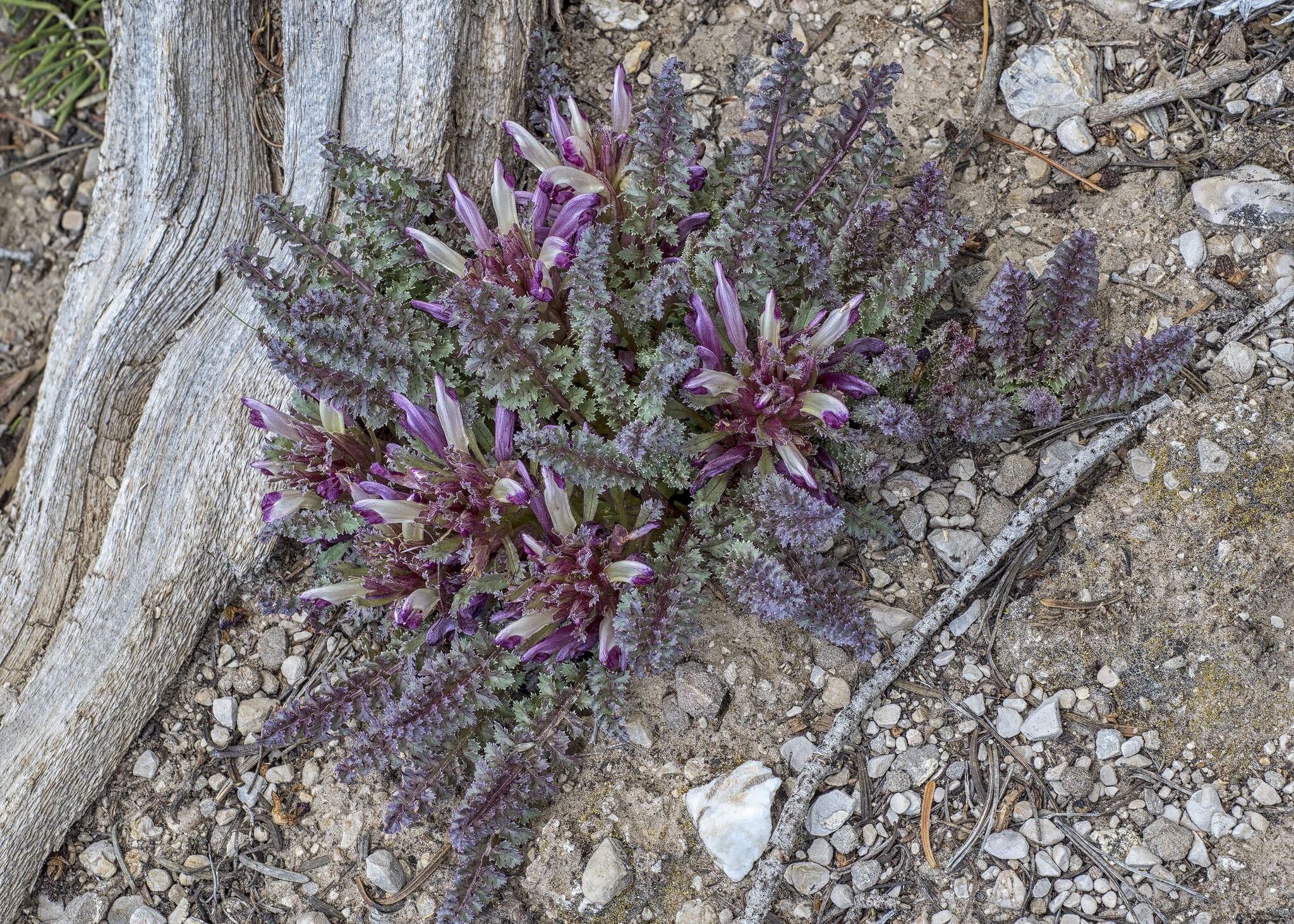 Image of dwarf lousewort