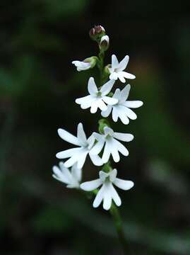 Imagem de Holothrix parviflora (Lindl.) Rchb. fil.