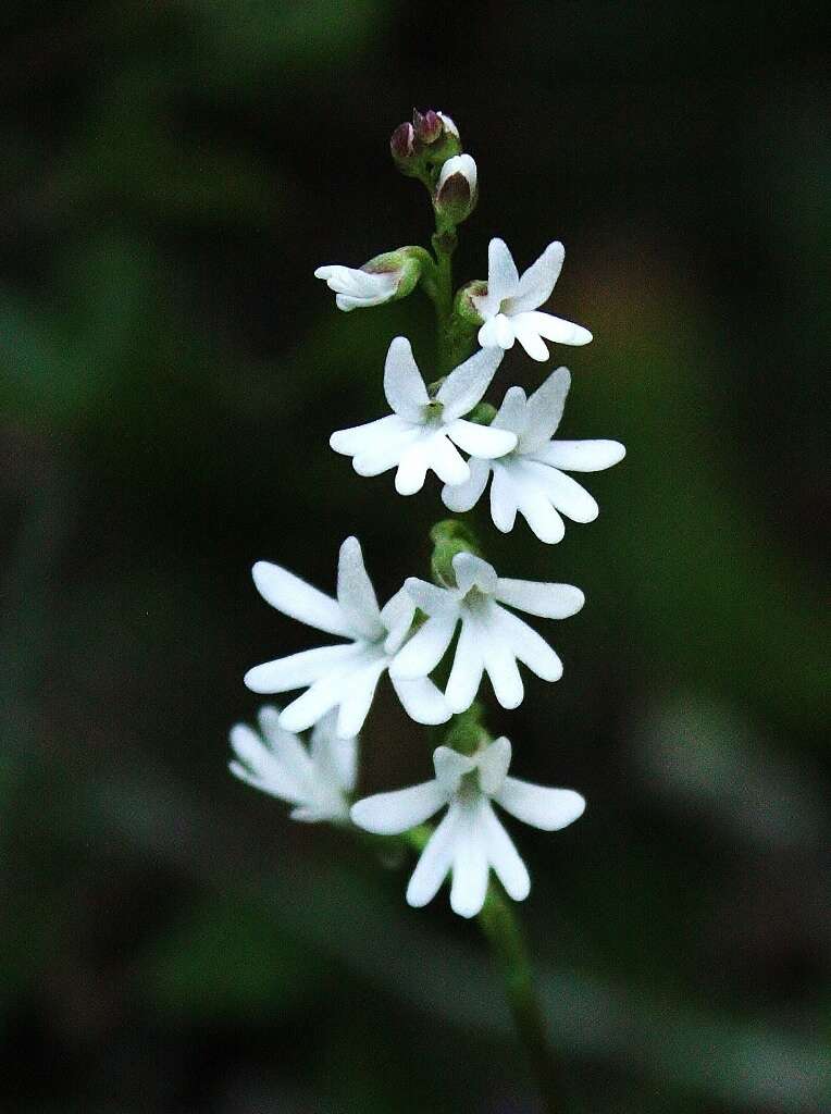 Слика од Holothrix parviflora (Lindl.) Rchb. fil.