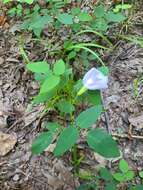 Clitoria mariana var. mariana resmi