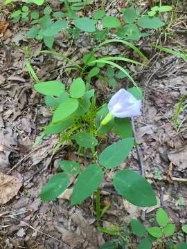 Clitoria mariana var. mariana resmi