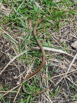 Image of Storeria occipitomaculata pahasapae H. M. Smith 1963