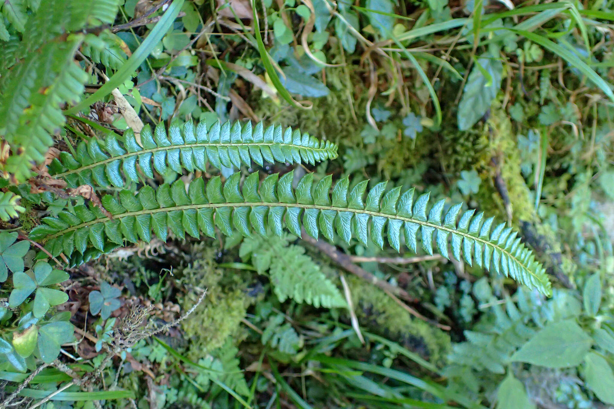 Image of Polystichum levingei C. Hope ex Christ