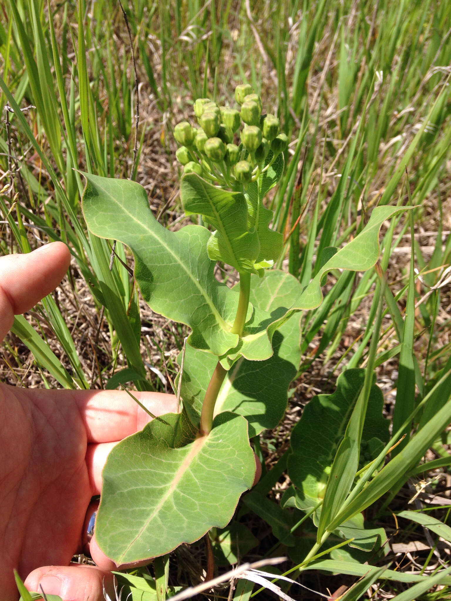 Imagem de Asclepias amplexicaulis Sm.