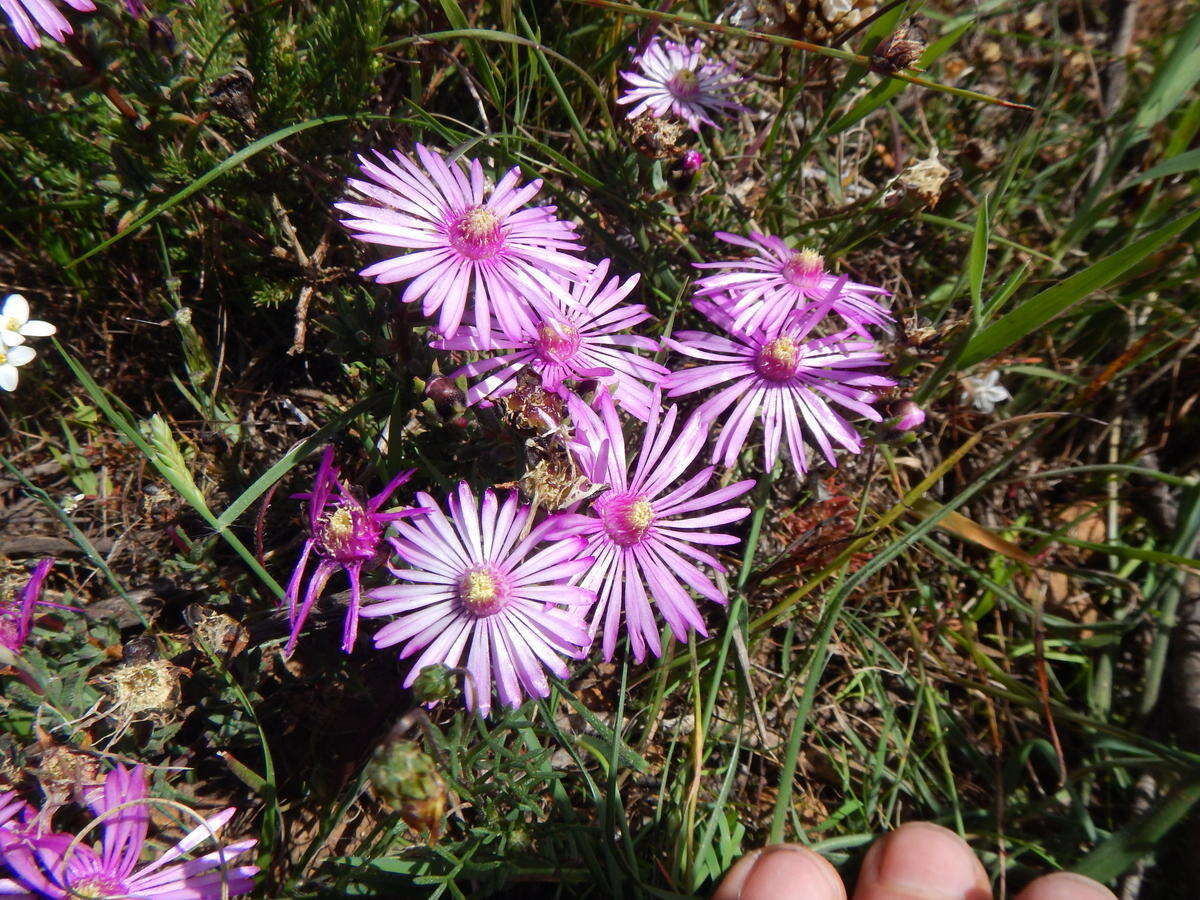 Image of Lampranthus leptaleon (Haw.) N. E. Br.