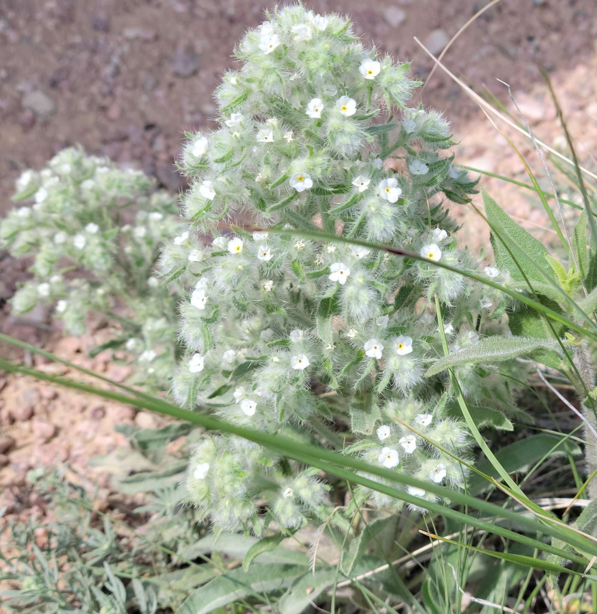 Image de Oreocarya thyrsiflora Greene