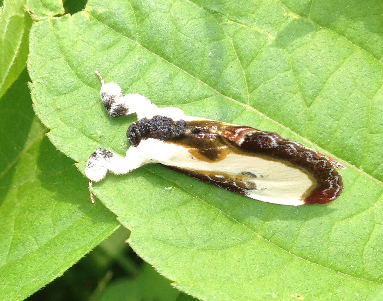 Imagem de Eudryas grata Fabricius 1793