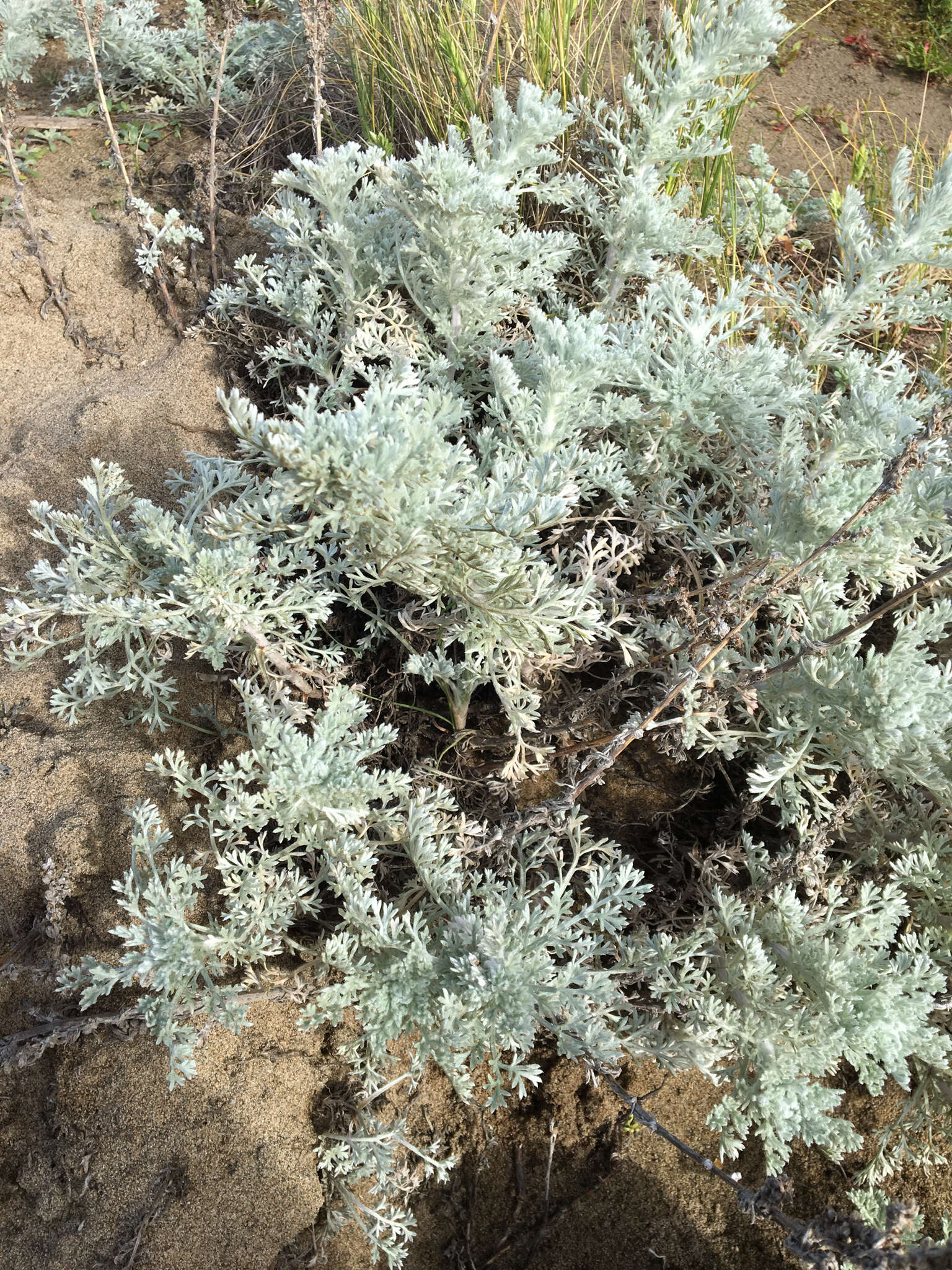 Image of beach wormwood