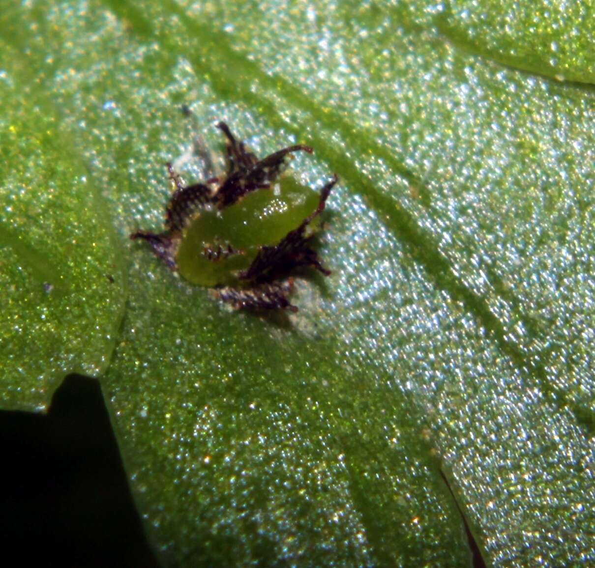 Image of Asplenium bulbiferum Forst.