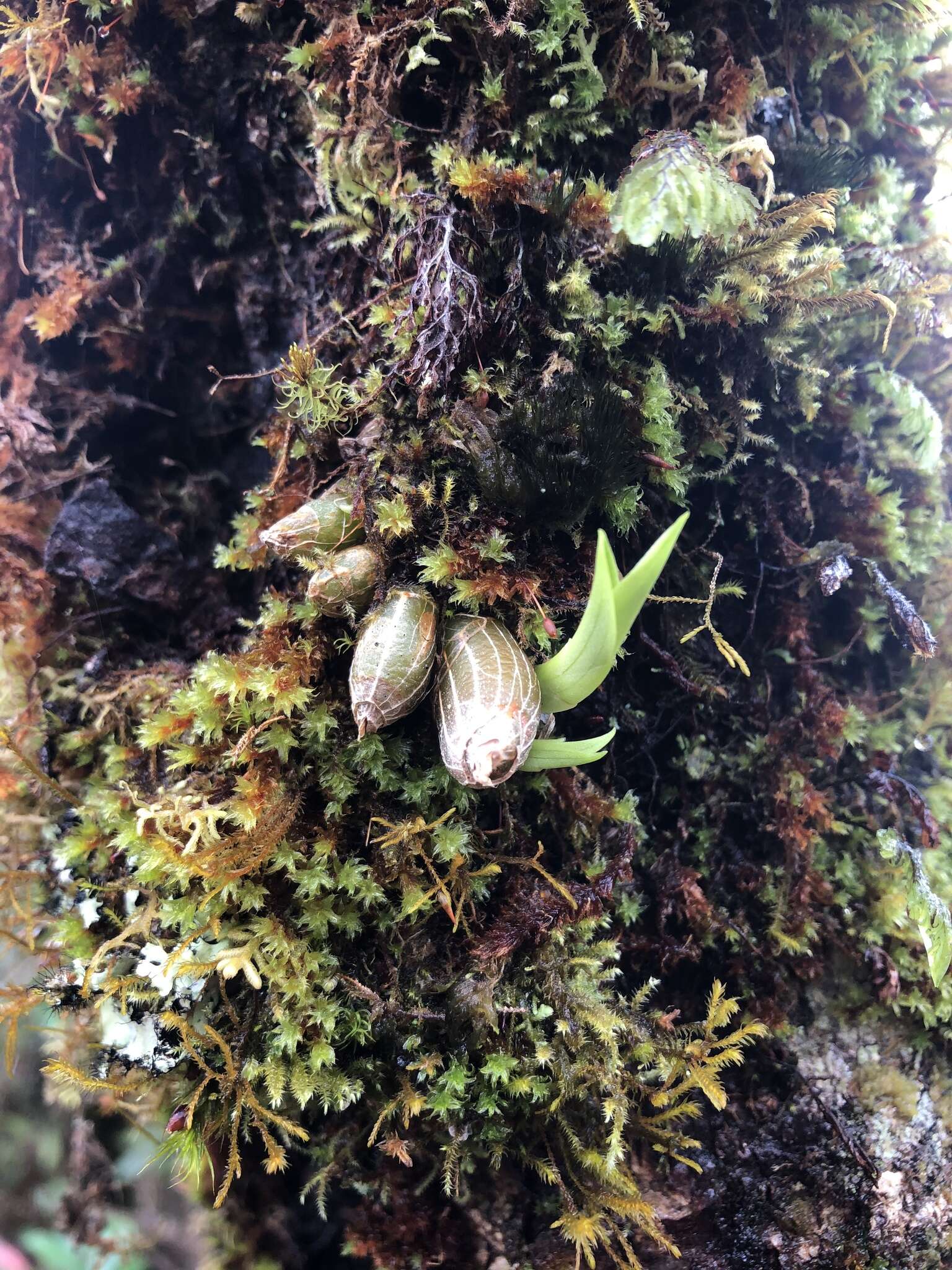 Image of Conchidium japonicum (Maxim.) S. C. Chen & J. J. Wood