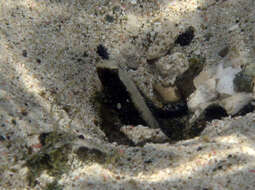 Image of Skunk shrimp-goby