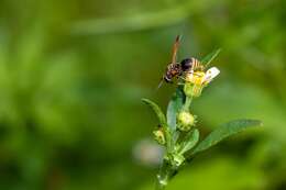 Image of Keyhole Wasp