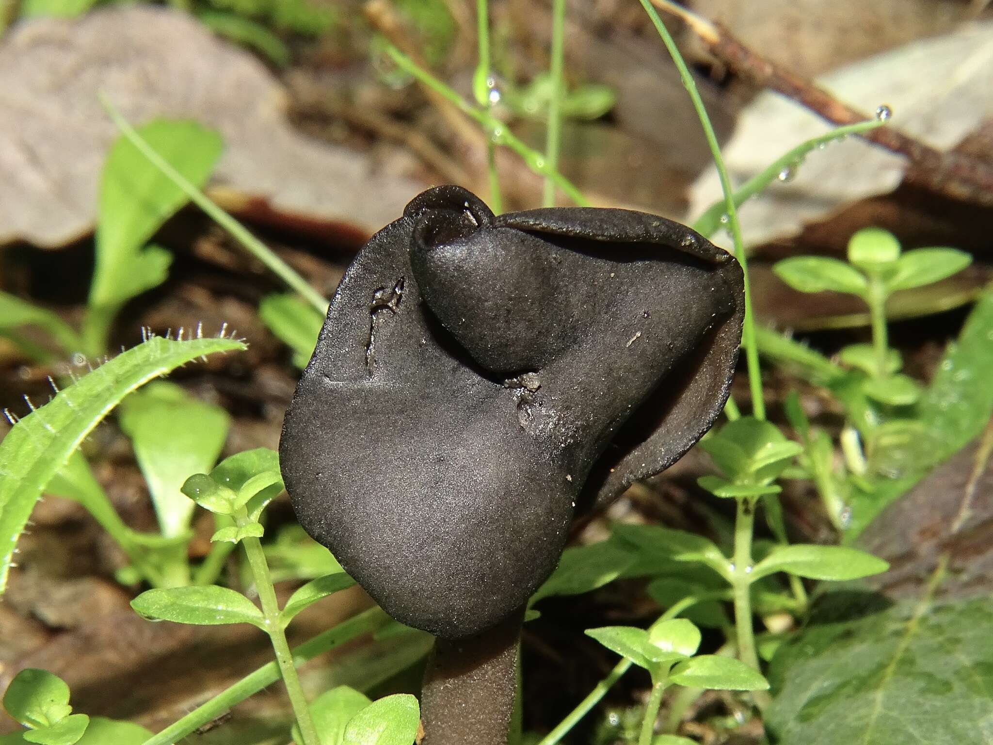 Helvella atra J. König 1770 resmi