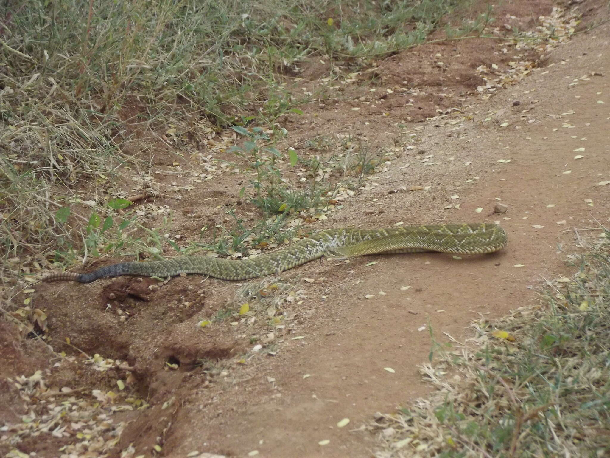 Image of Basilisk Rattlesnake