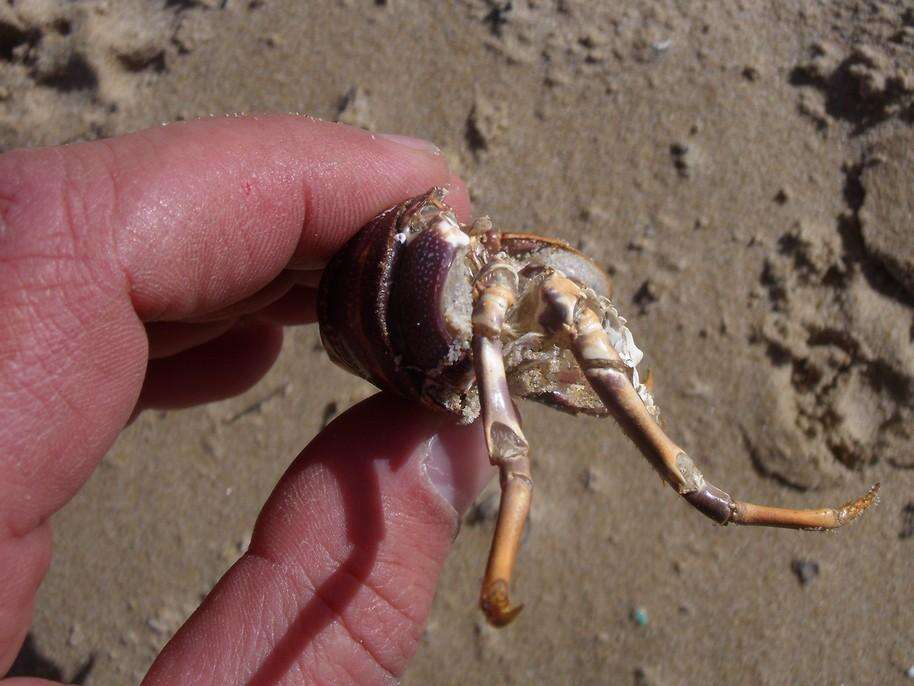 Image of Scalloped Spiny Lobster