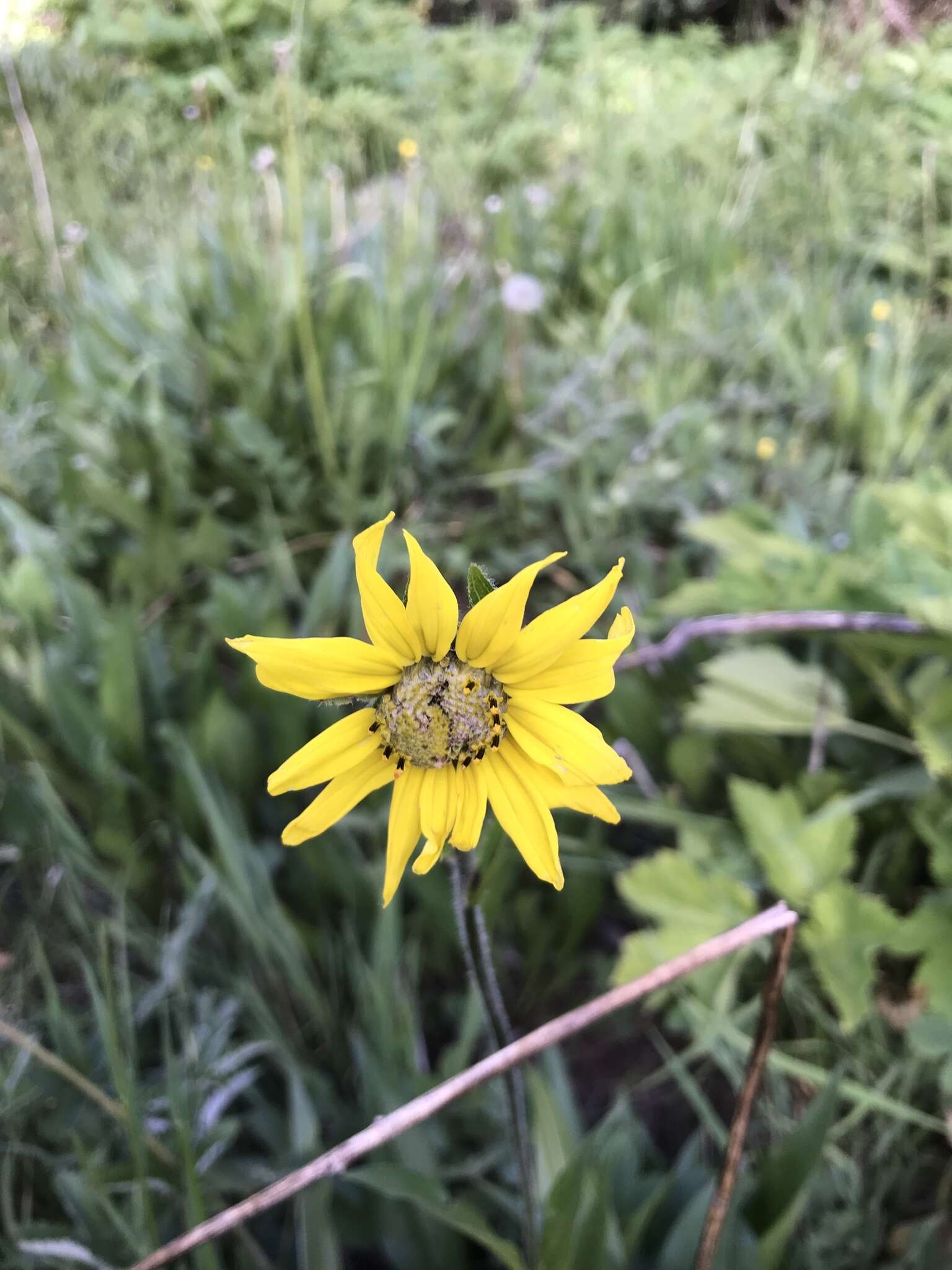 Plancia ëd Helianthella quinquenervis (Hook.) A. Gray