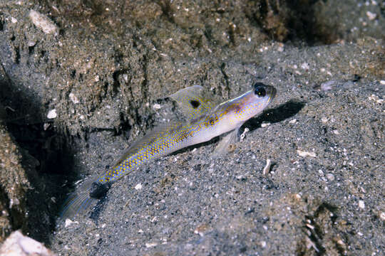 Image of Dorsalspot shrimpgoby