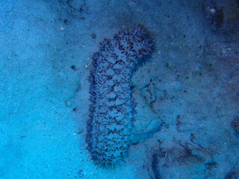 Image of Prickly Redfish