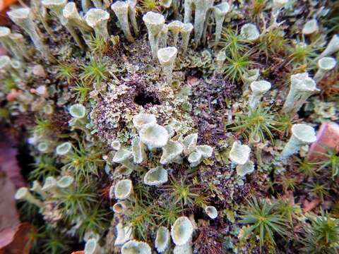 Image of Mealy Pixie-cup Lichen