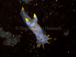 Image of Fourline nudibranch