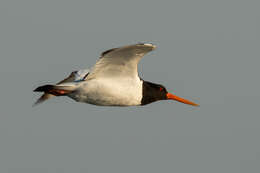 Image of Haematopus ostralegus longipes Buturlin 1910