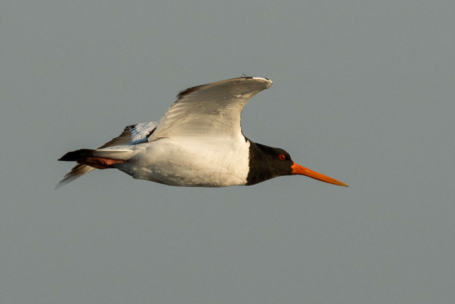 Haematopus ostralegus longipes Buturlin 1910 resmi