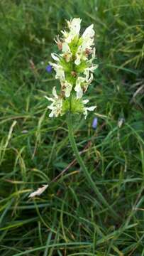 Image of Stachys recta subsp. labiosa (Bertol.) Briq.