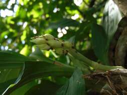 Image of Catasetum integerrimum Hook.