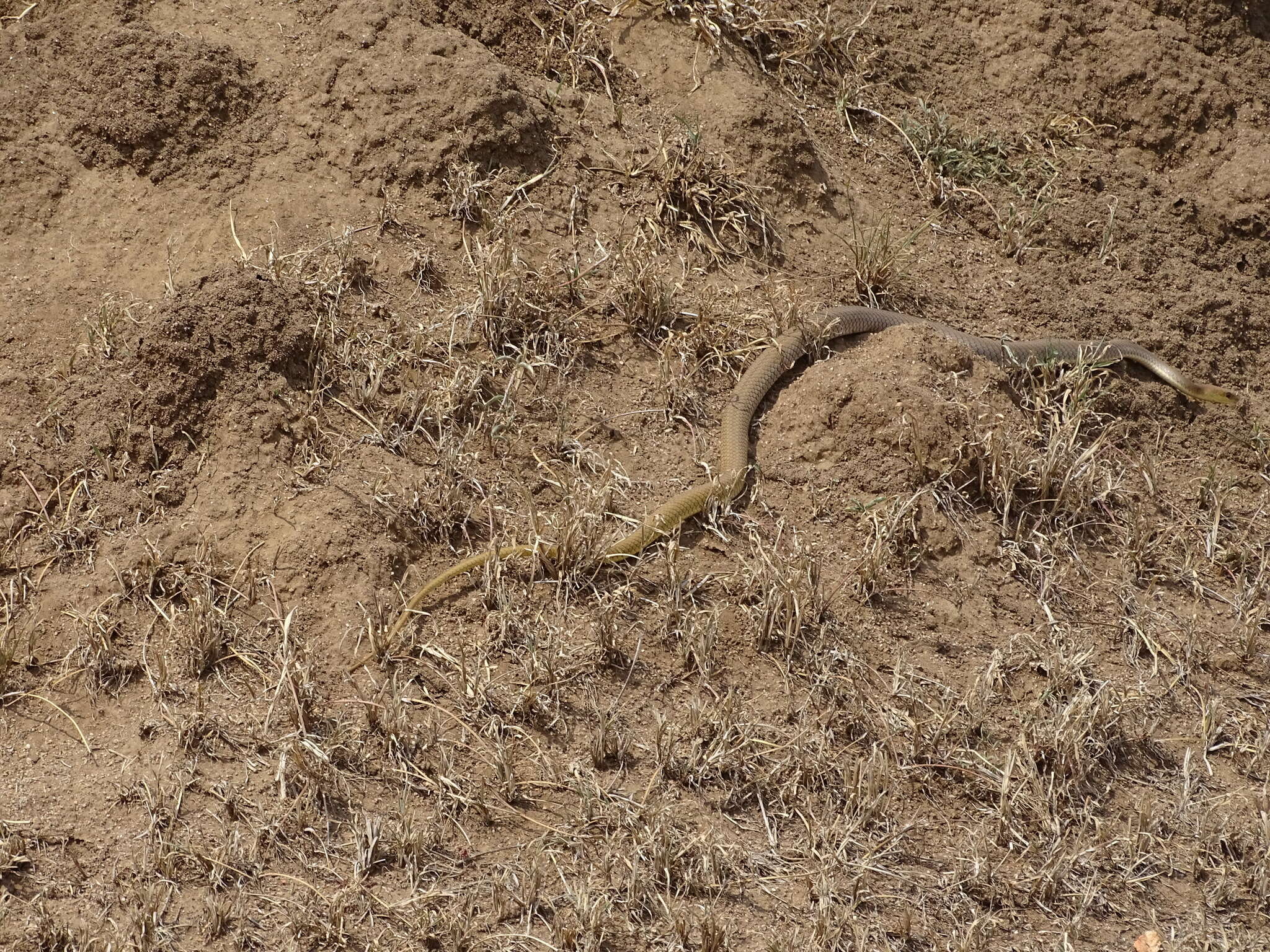 Imagem de Psammophis mossambicus Peters 1882