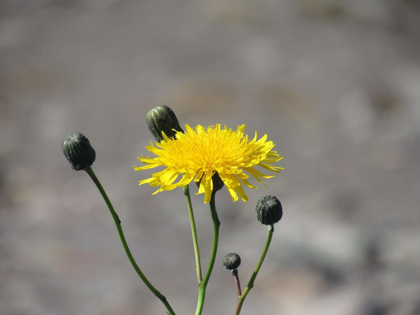 Plancia ëd Sonchus arvensis subsp. humilis (N. I. Orlova) N. N. Tzvel.