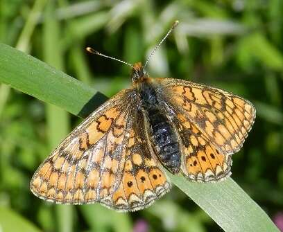 Euphydryas aurinia provincialis (Boisduval 1828)的圖片