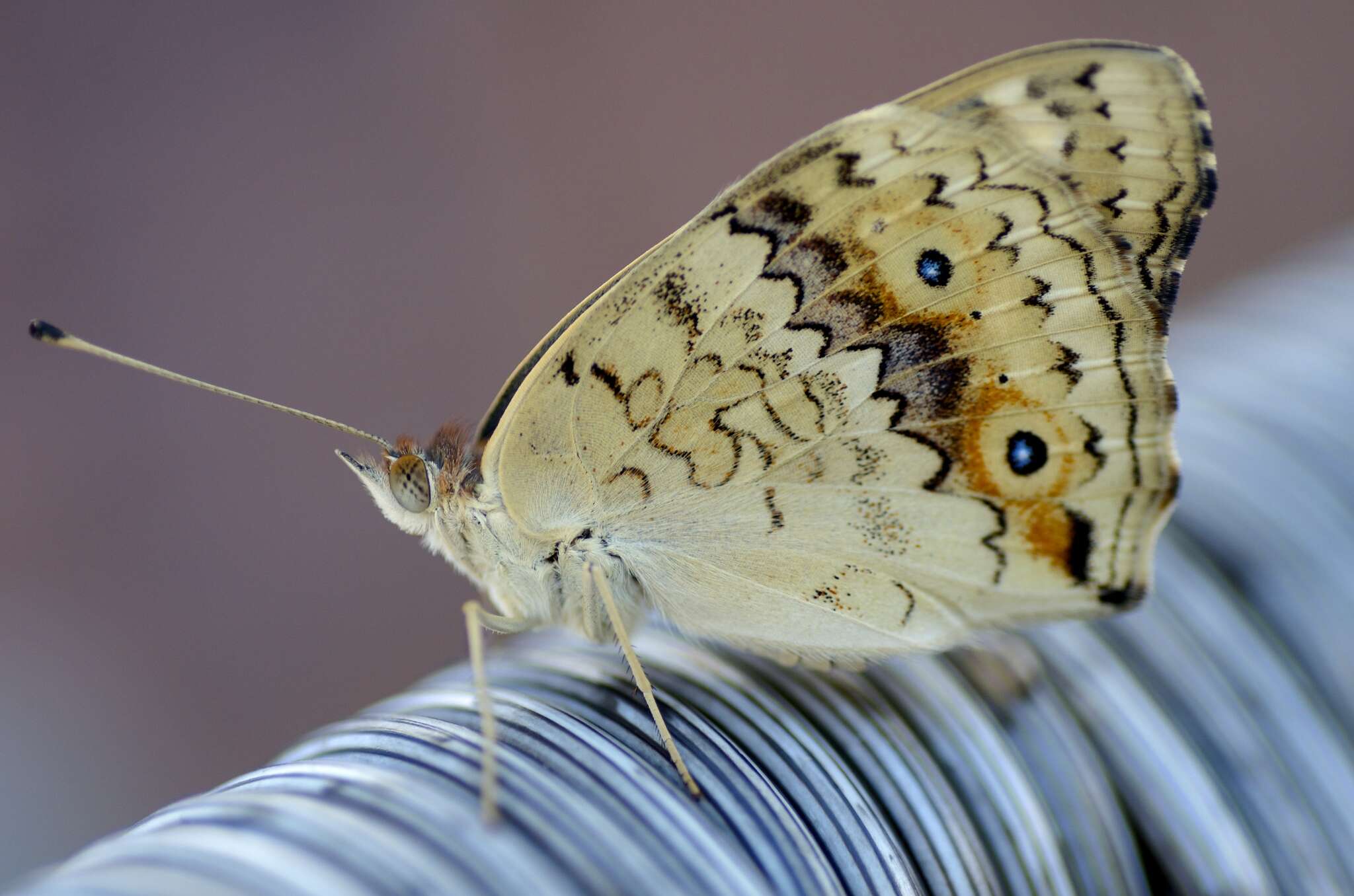 Image of Meadow Argus