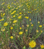 Image of Texas sleepydaisy