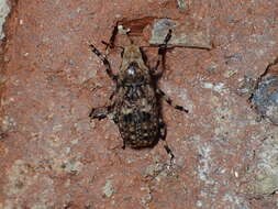 Image of Marbled Fungus Weevil