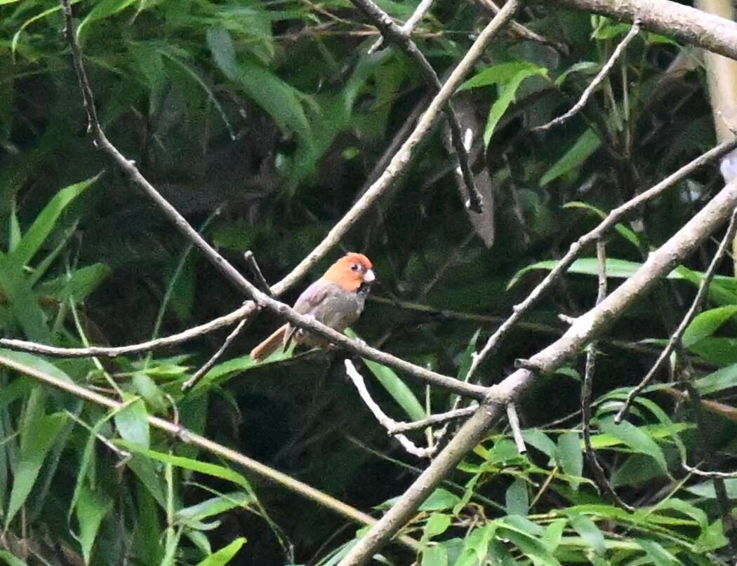 Image of Short-tailed Parrotbill