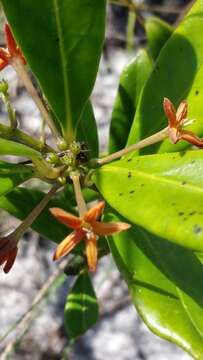 Image of Danais volubilis Baker