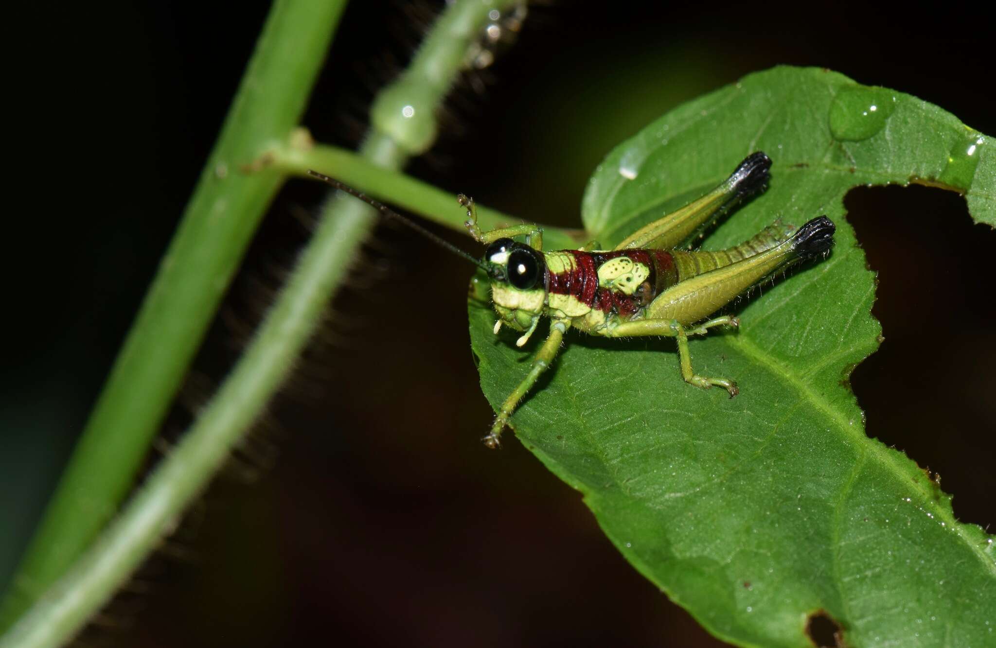 Image of Hippariacris latona (Günther & K. 1940)