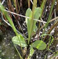 Plancia ëd Dodecatheon pulchellum subsp. macrocarpum (A. Gray) Taylor & Mac Bryde