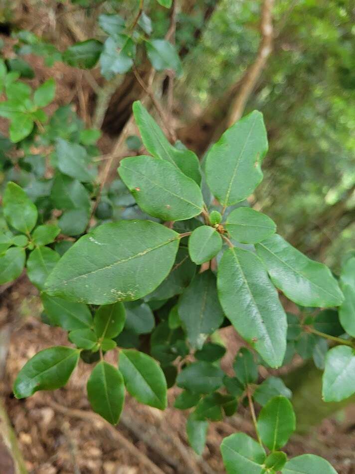 Imagem de Rhododendron ovatum (Lindl.) Planch. ex Maxim.