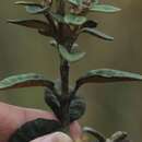 صورة Ageratina gynoxoides (Wedd.) R. King & H. Rob.