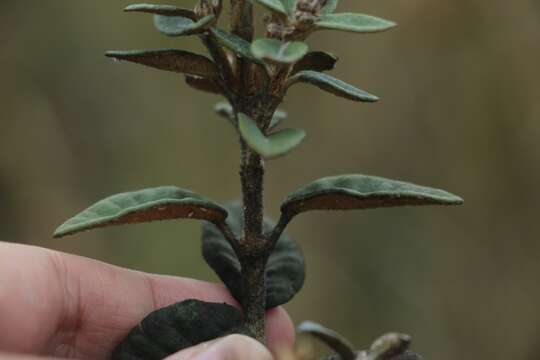 Image of Ageratina gynoxoides (Wedd.) R. King & H. Rob.