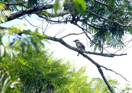 Image of Buff-bellied Puffbird