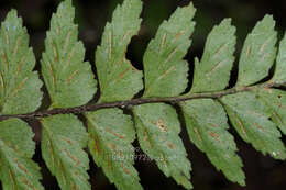 Image de Asplenium crinicaule Hance